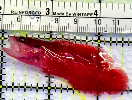 Rare Red Podge Soapfish RPS083102 WYSIWYG Size: 2.5"