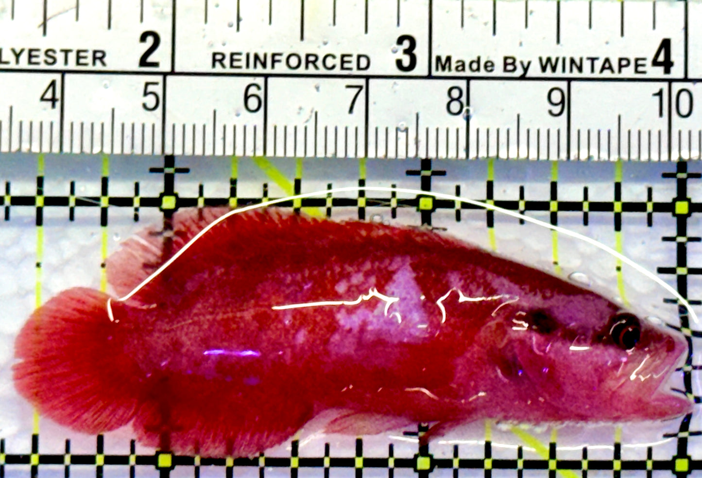 Rare Red Podge Soapfish RPS083102 WYSIWYG Size: 2.5"