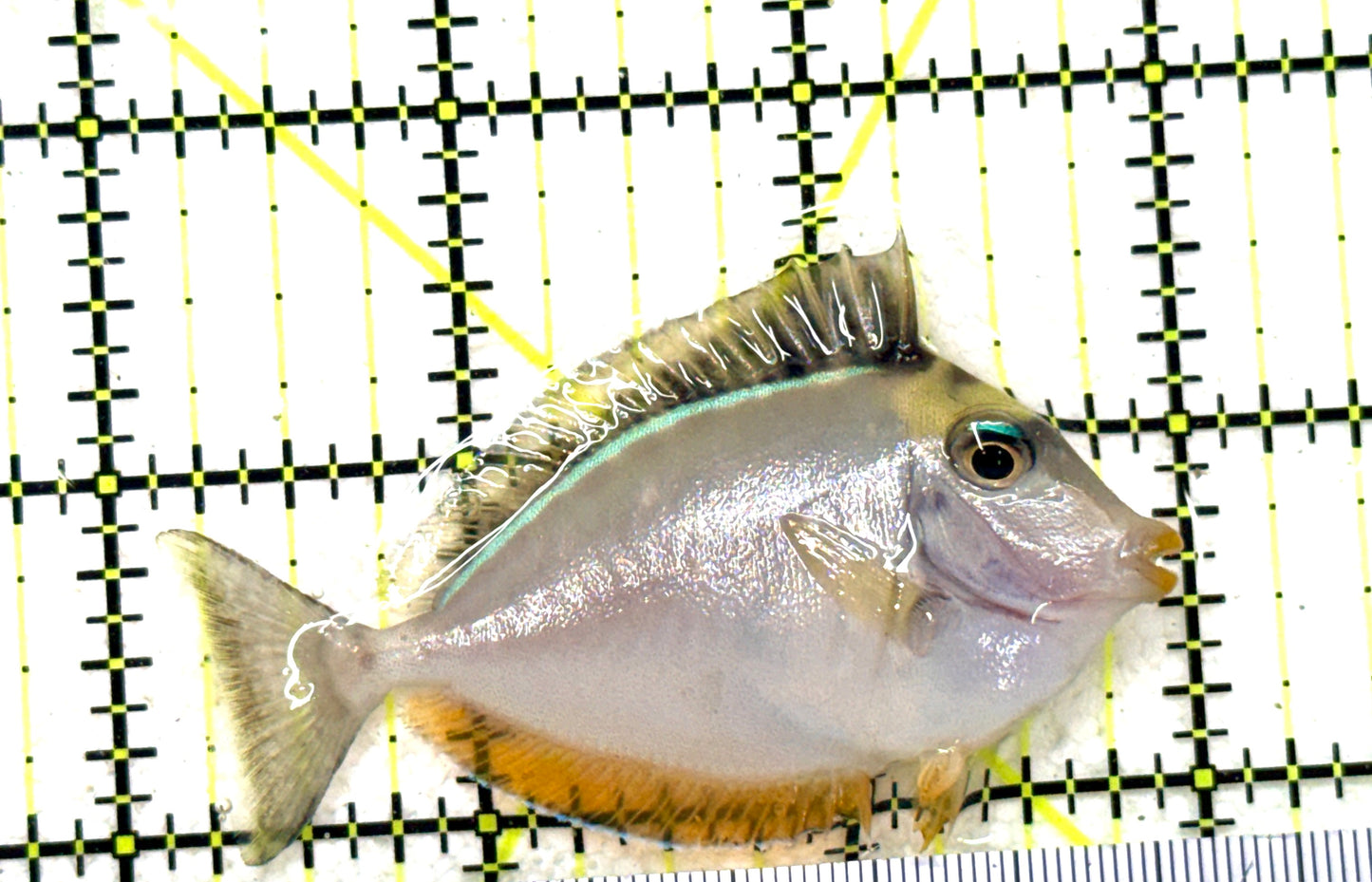 Naso Tang NT081801 WYSIWYG Size: S 2.75" approx