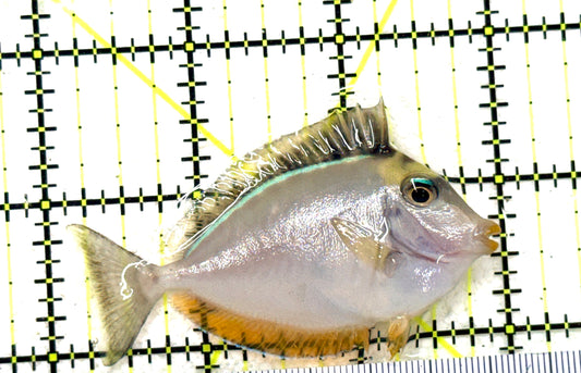 Naso Tang NT081801 WYSIWYG Size: S 2.75" approx