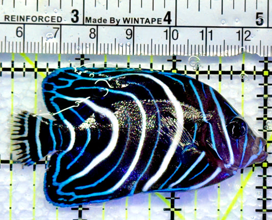 Koran Angelfish Juvenile KAJ083102 WYSIWYG Size: M 2.75"
