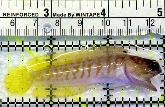 Bali Tiger Jawfish BTJ083103 WYSIWYG Size M : 3.75"