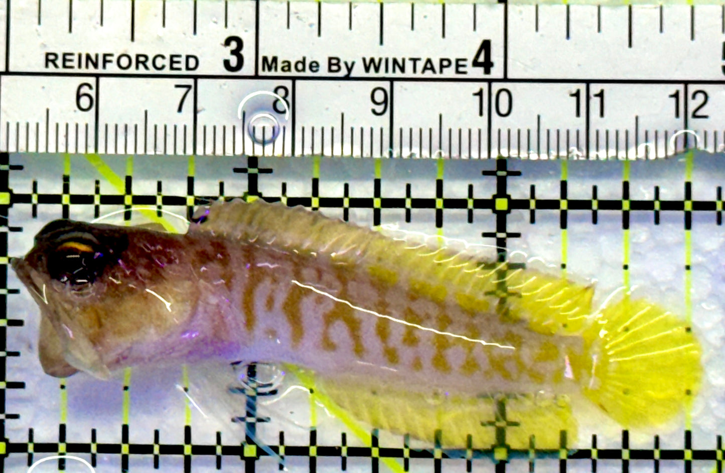 Bali Tiger Jawfish BTJ083103 WYSIWYG Size M : 3.75"
