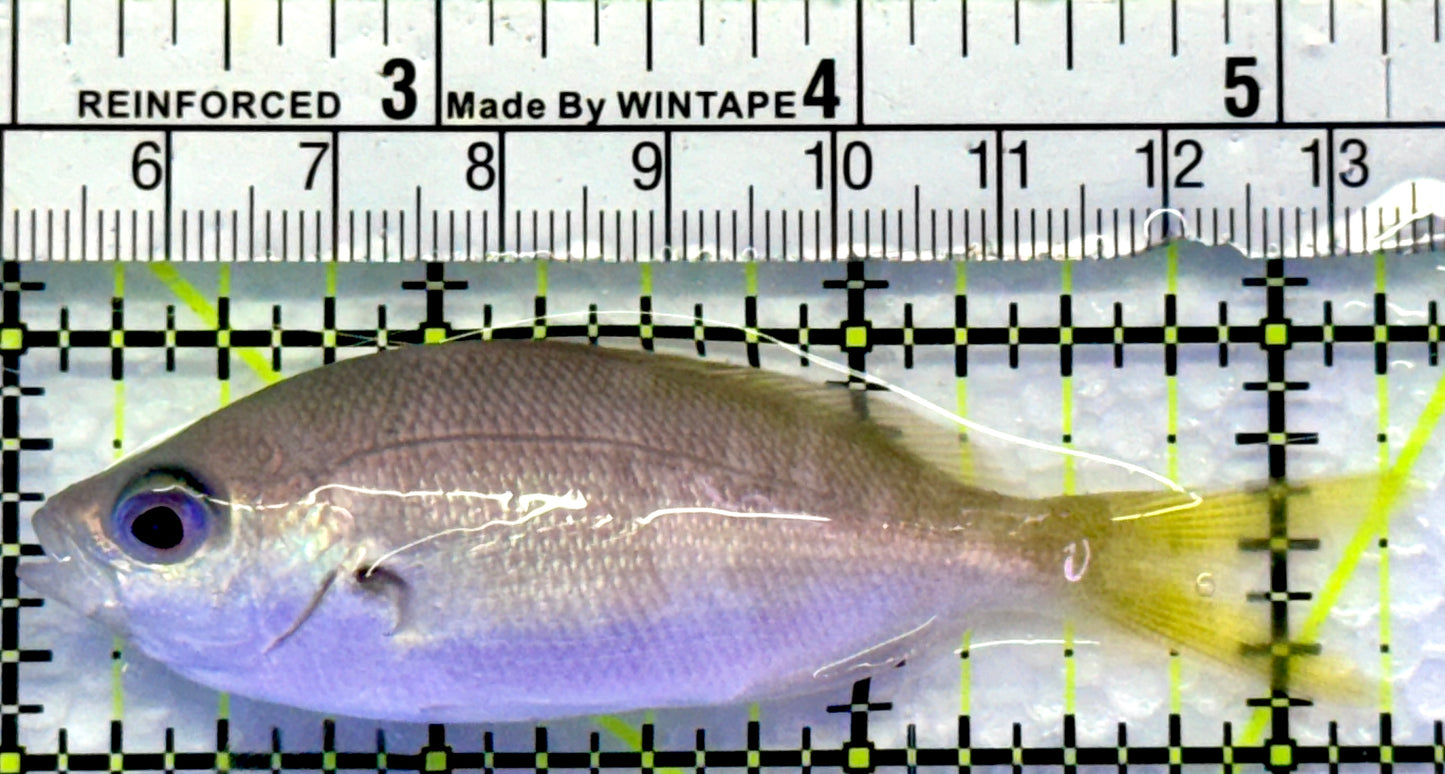 Yellowback Fusilier Fish (Unique) YFF083101 WYSIWYG Size: ML 3.25"