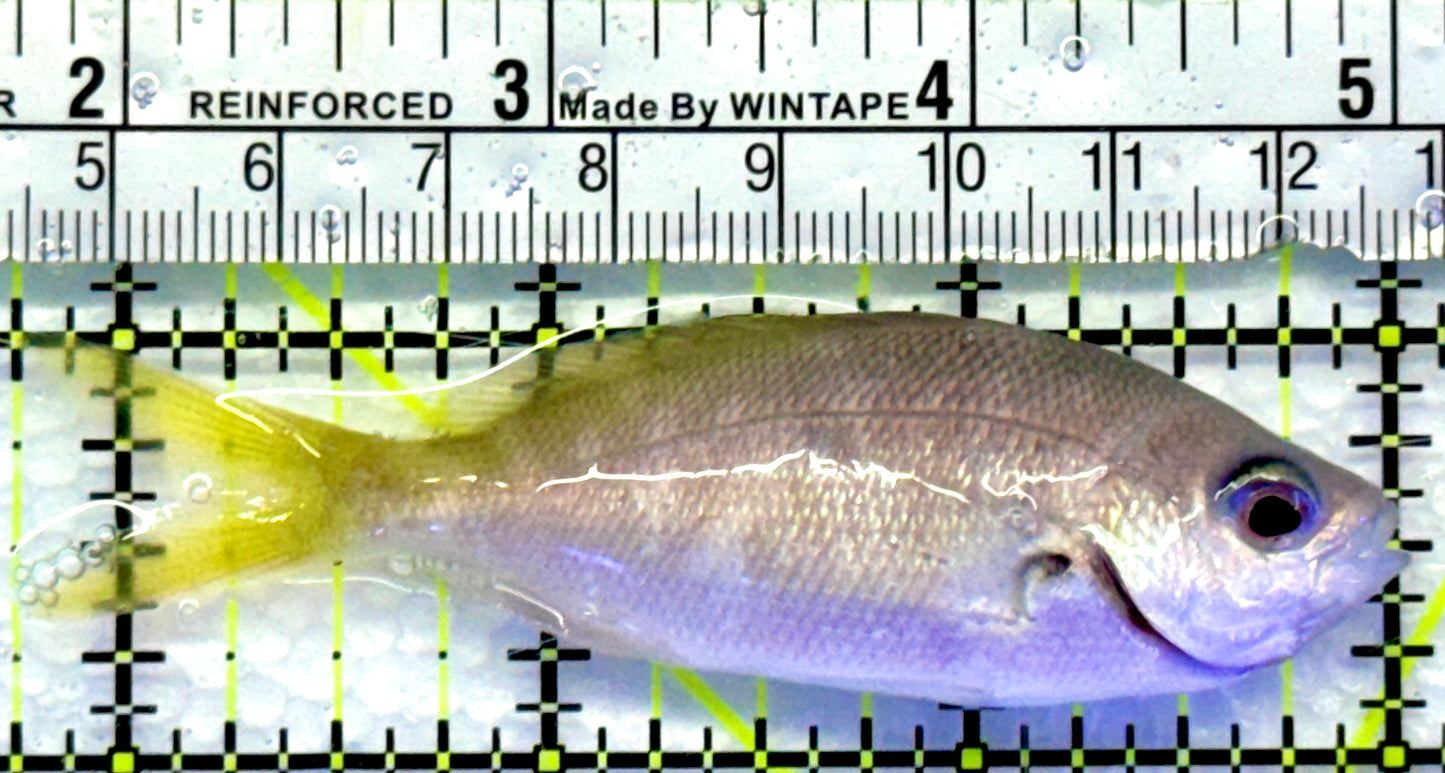Yellowback Fusilier Fish (Unique) YFF083101 WYSIWYG Size: ML 3.25"