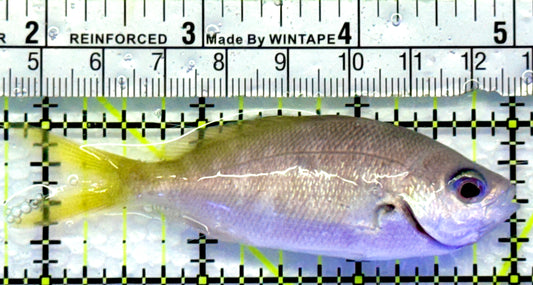 Yellowback Fusilier Fish (Unique) YFF083101 WYSIWYG Size: ML 3.25"