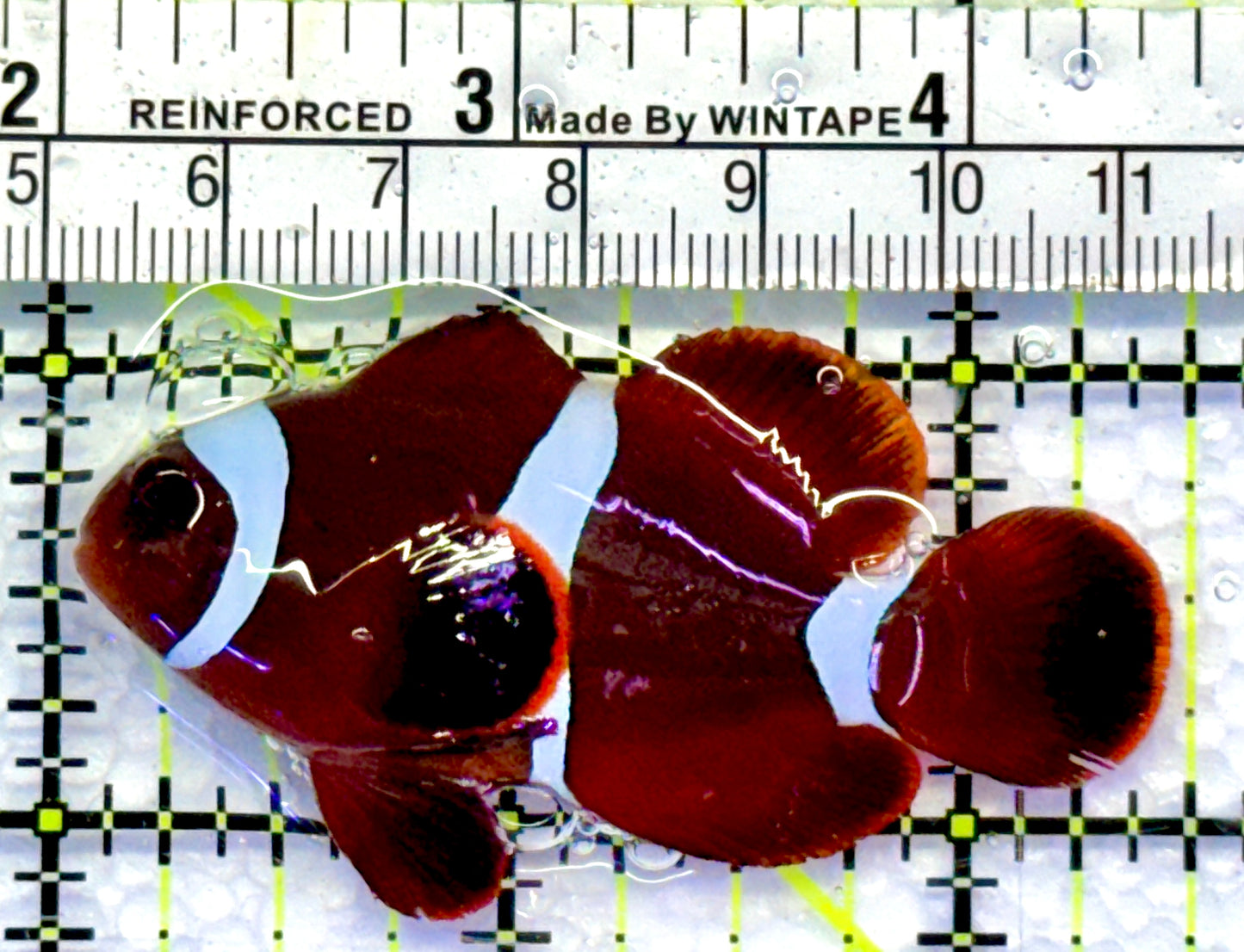 White Stripe Maroon Clownfish WMC083102 WYSIWYG Size: M 2.5"