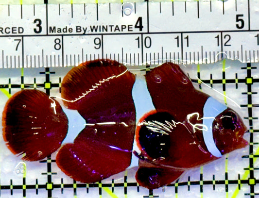 White Stripe Maroon Clownfish WMC083102 WYSIWYG Size: M 2.5"