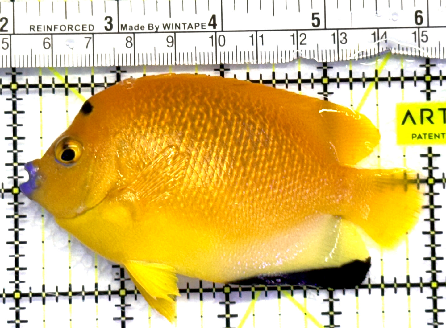 Flagfin Angelfish FA083101 WYSIWYG Size: M 4" approx