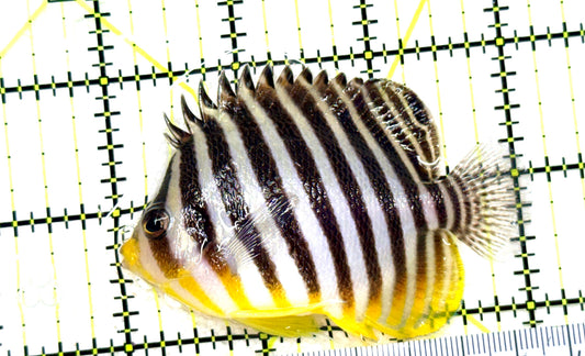 Multibar Angelfish MA081801 WYSIWYG Size: XL  3" approx