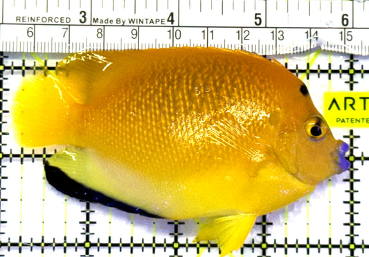 Flagfin Angelfish FA083101 WYSIWYG Size: M 4" approx