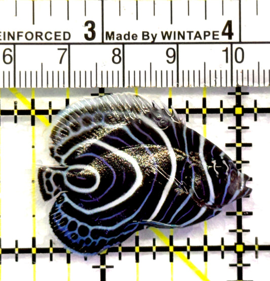 Emperor Angelfish Juvenile EAJ083101 WYSIWYG Size: S 1.5" approx