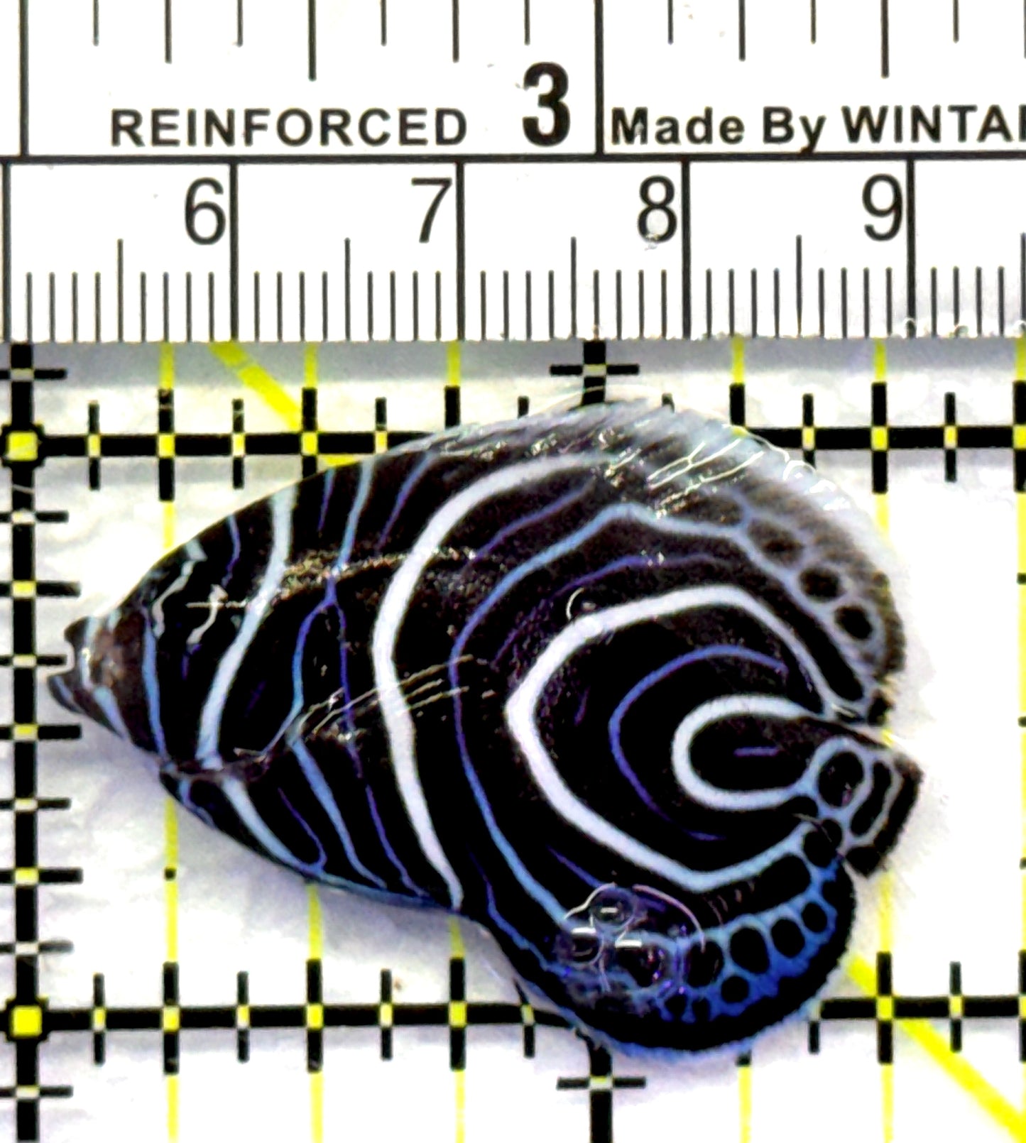 Emperor Angelfish Juvenile EAJ083101 WYSIWYG Size: S 1.5" approx