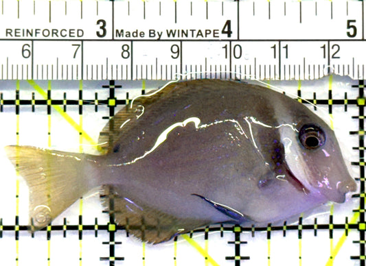 Whitebar Surgeonfish WS090301 WYSIWYG Size: M 2.75" approx
