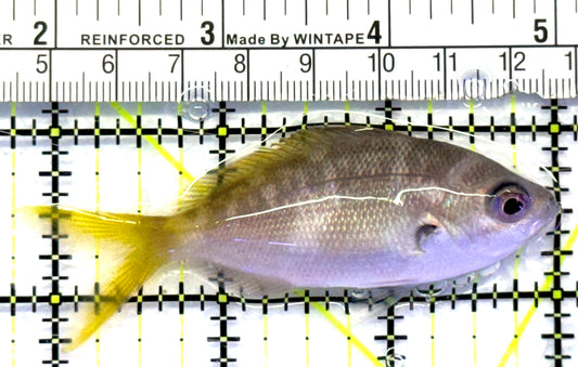 Yellowback Fusilier Fish (Unique) YFF083101 WYSIWYG Size: ML 3.25" approx
