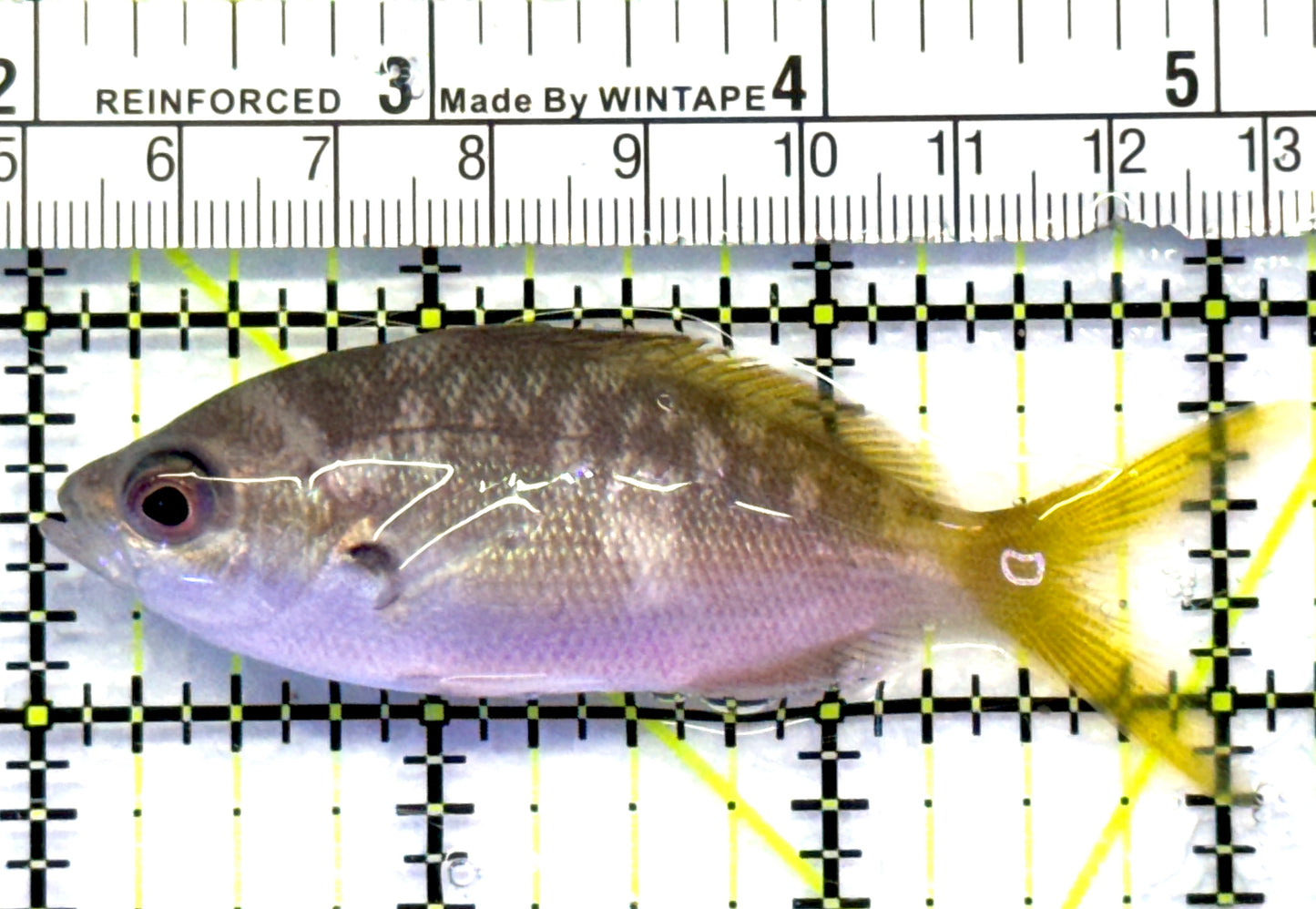 Yellowback Fusilier Fish (Unique) YFF083101 WYSIWYG Size: ML 3.25" approx
