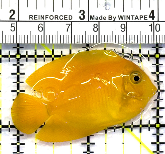 Lemonpeel Angelfish LA083101 WYSIWYG Size: M 2.25" approx