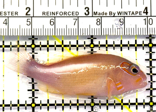 Arc-Eye Hawkfish AEH083101 WYSIWYG Size: L 2.5" approx