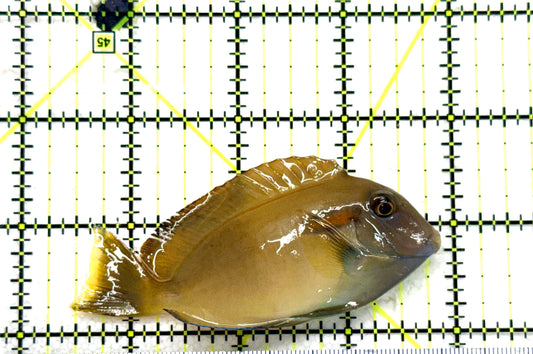 Orange Shoulder Tang OST081802 WYSIWYG Size: S Adult: 3.5" approx