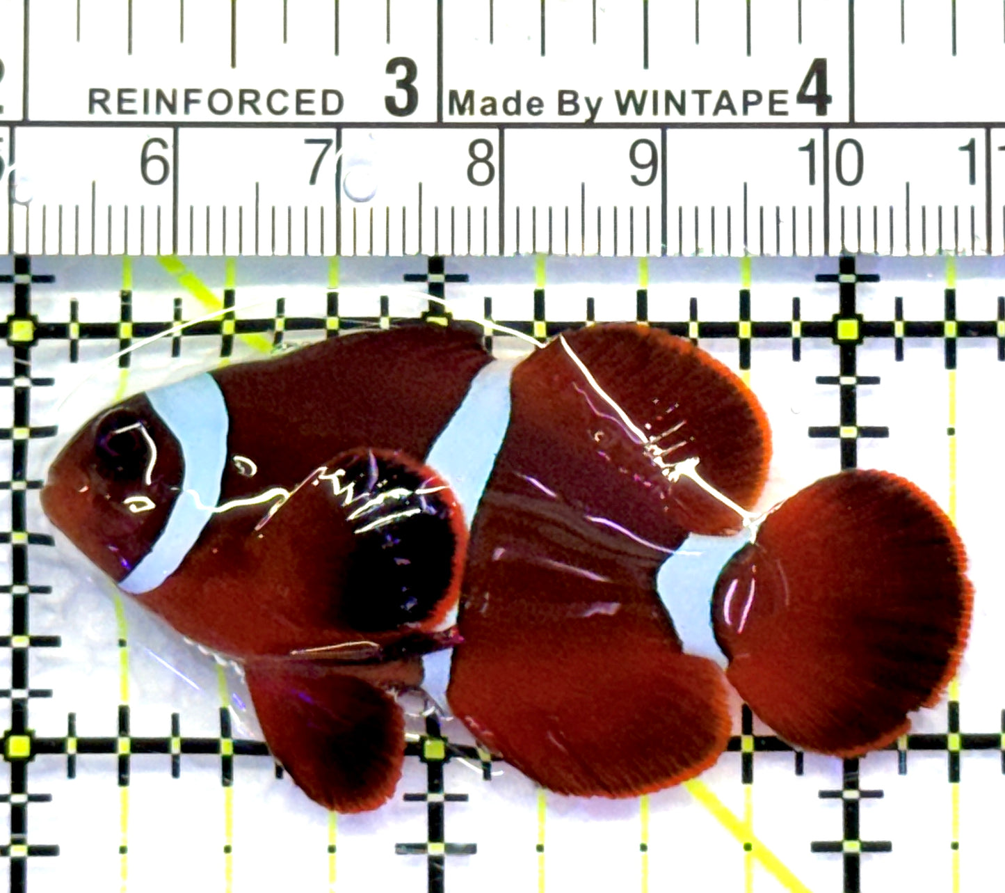 White Stripe Maroon Clownfish WSMC083101 WYSIWYG Size: M 2.25" approx