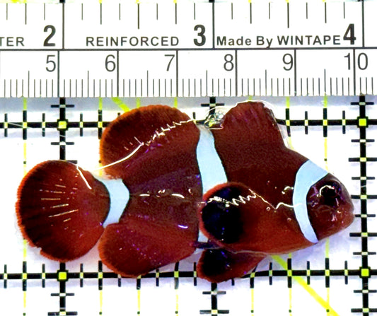 White Stripe Maroon Clownfish WSMC083101 WYSIWYG Size: M 2.25" approx