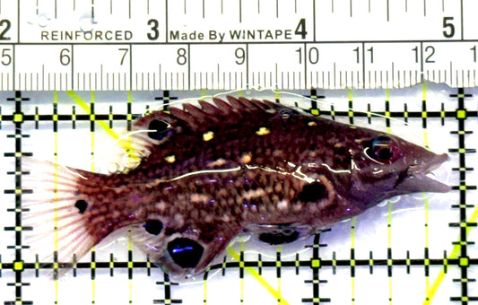 Diana's Hogfish DH083101 WYSIWYG Size: M 3" approx