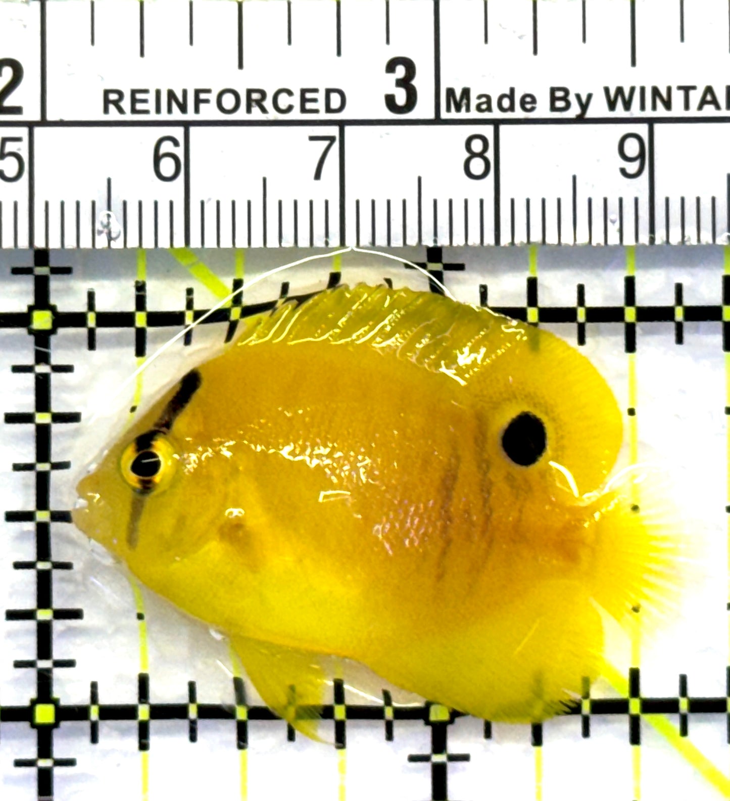 Flagfin Angelfish FA083102 WYSIWYG Size: Tiny 1.5" approx