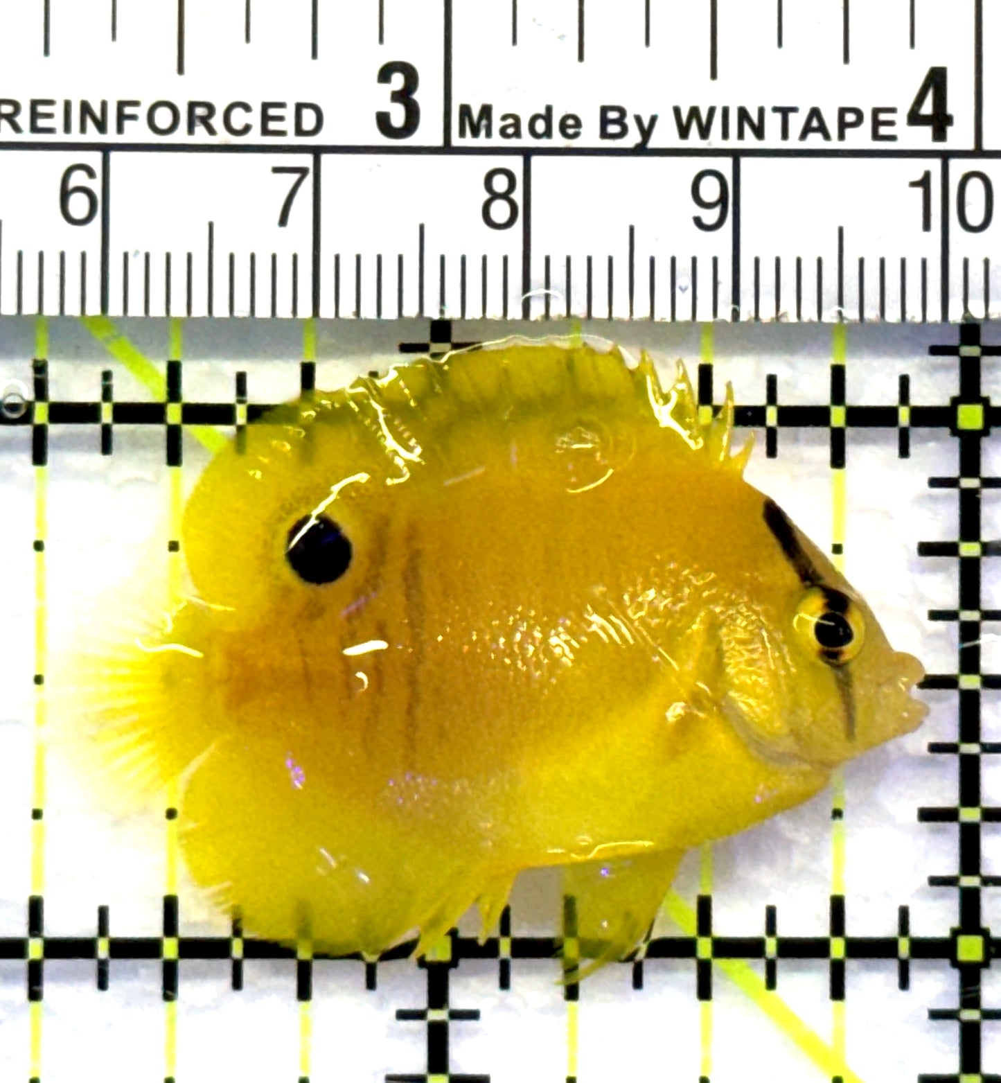Flagfin Angelfish FA083102 WYSIWYG Size: Tiny 1.5" approx