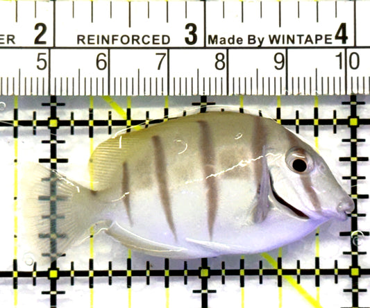 Convict Tang CT083101 WYSIWYG Size: S 2.25" approx