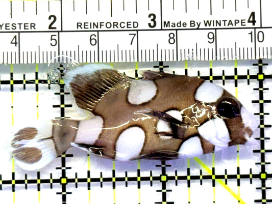 Harlequin Spotted Grunt Sweetlips HSGS083101 WYSIWYG Size: S 2.5" approx