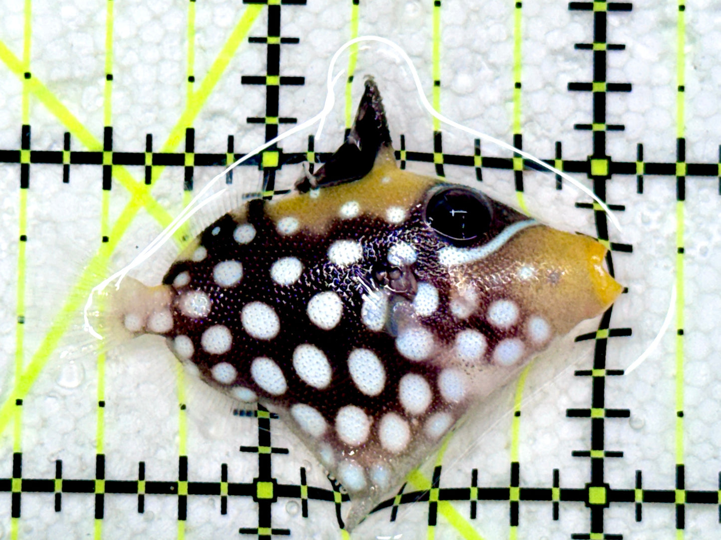 Clown Triggerfish CT081801 WYSIWYG Size: S 1.75"