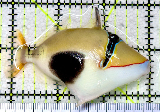 Bursa Triggerfish BT081802 WYSIWYG Size: ML 3.25"