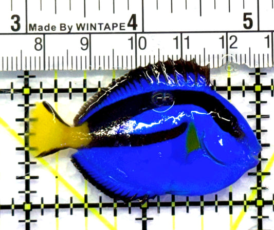 Blue Hippo Tang BHT083102 WYSIWYG Size: S 2" approx
