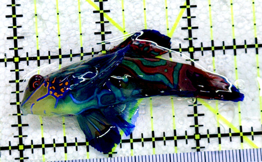 Green Mandarin Dragonet GMD081801 WYSIWYG Size: XL 2.5"