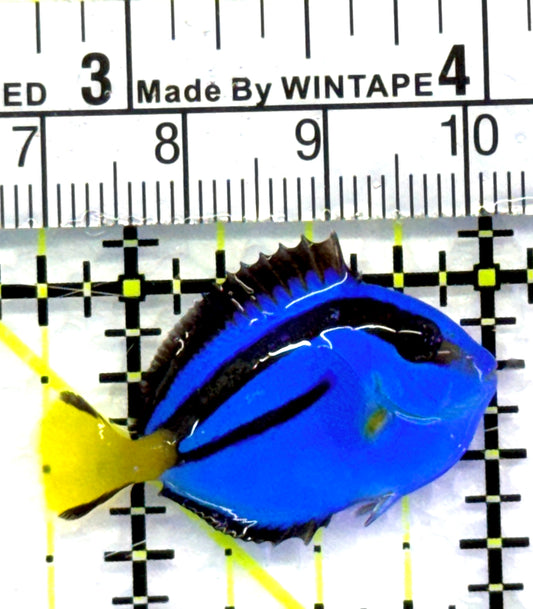 Blue Hippo Tang BHT083103 WYSIWYG Size: Tiny 1.25" approx