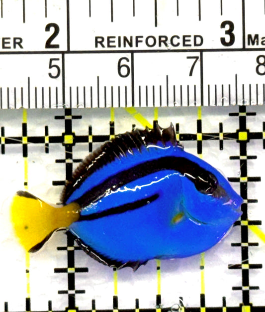 Blue Hippo Tang BHT083104 WYSIWYG Size: Tiny 1.25" approx
