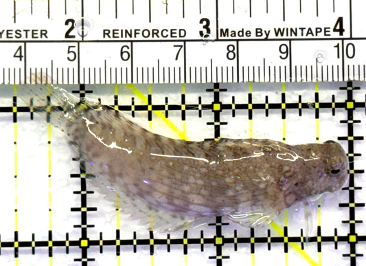 Lawnmower Blenny LB083101 WYSIWYG Size: M 2.5" approx