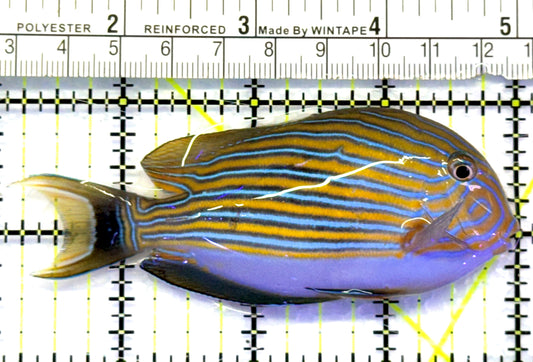 Clown Tang CT083101 WYSIWYG Size: M 4" approx