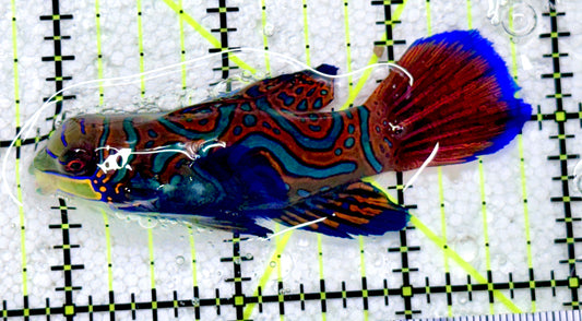 Green Mandarin Dragonet GMD081806 WYSIWYG Size: XXL 3"