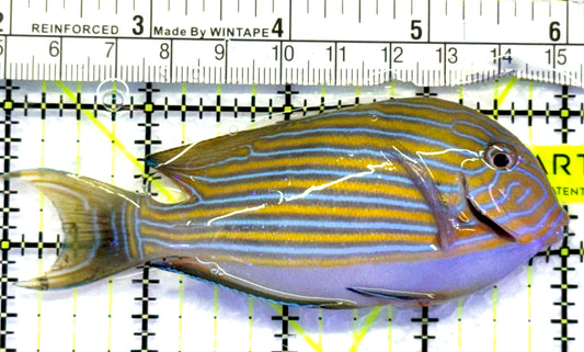 Clown Tang CT083102 WYSIWYG Size: M 4" approx