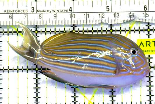 Clown Tang CT083103 WYSIWYG Size: M 4" approx