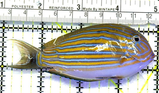Clown Tang CT083104 WYSIWYG Size: M 4" approx