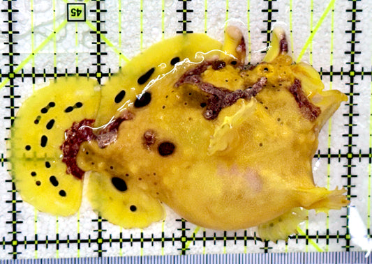 Yellow Pink Warty Angler YPWA081802 WYSIWYG Size: L 4"