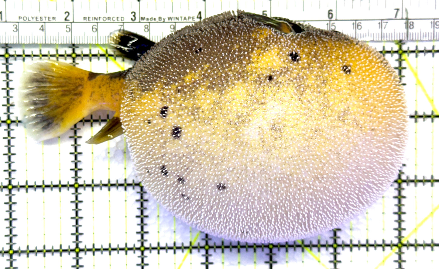 Yellow Belly Dogface PufferFish YBDP083101 WYSIWYG Size: L 5" approx