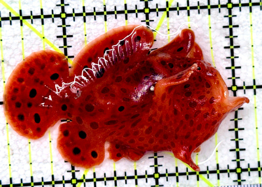 Red Warty Angler RWA081802 WYSIWYG Size: M 2.75"
