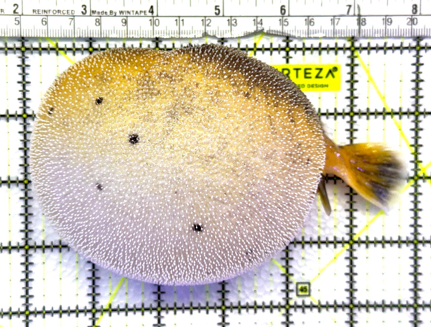 Yellow Belly Dogface PufferFish YBDP083101 WYSIWYG Size: L 5" approx