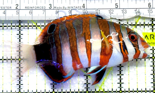 Harlequin Tuskfish HT083101 WYSIWYG Size: L 4.5" approx