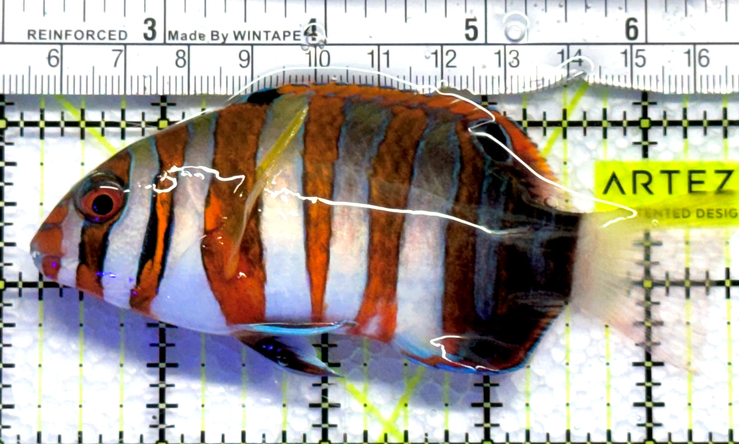 Harlequin Tuskfish HT083101 WYSIWYG Size: L 4.5" approx