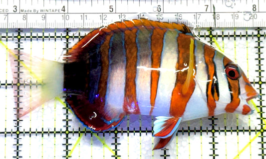 Harlequin Tuskfish HT083102 WYSIWYG Size: L 4.25" approx
