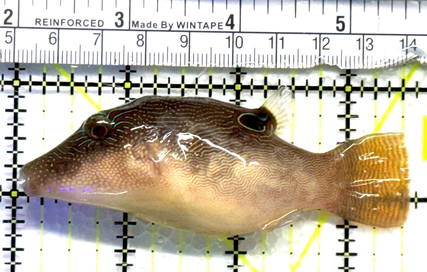 Sharpnose Toby Pufferfish STP083101 WYSIWYG Size: M 3.5" approx